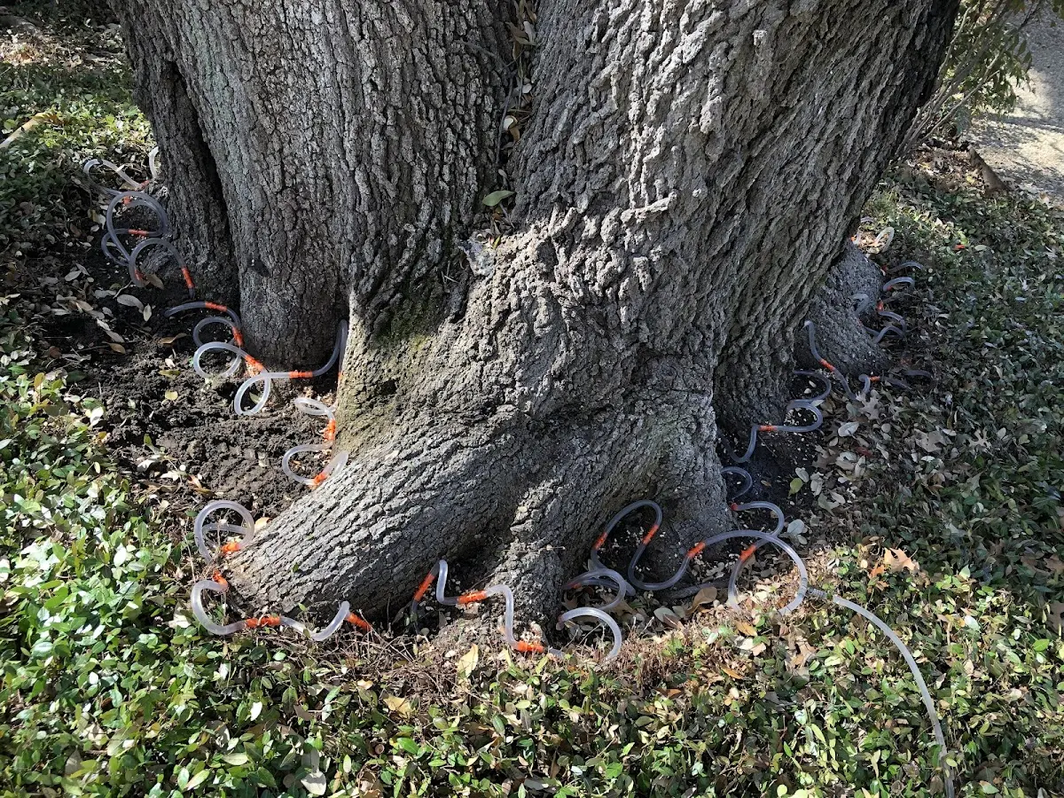 Detailed Tree Cabling and Bracing job site in Saint Onge