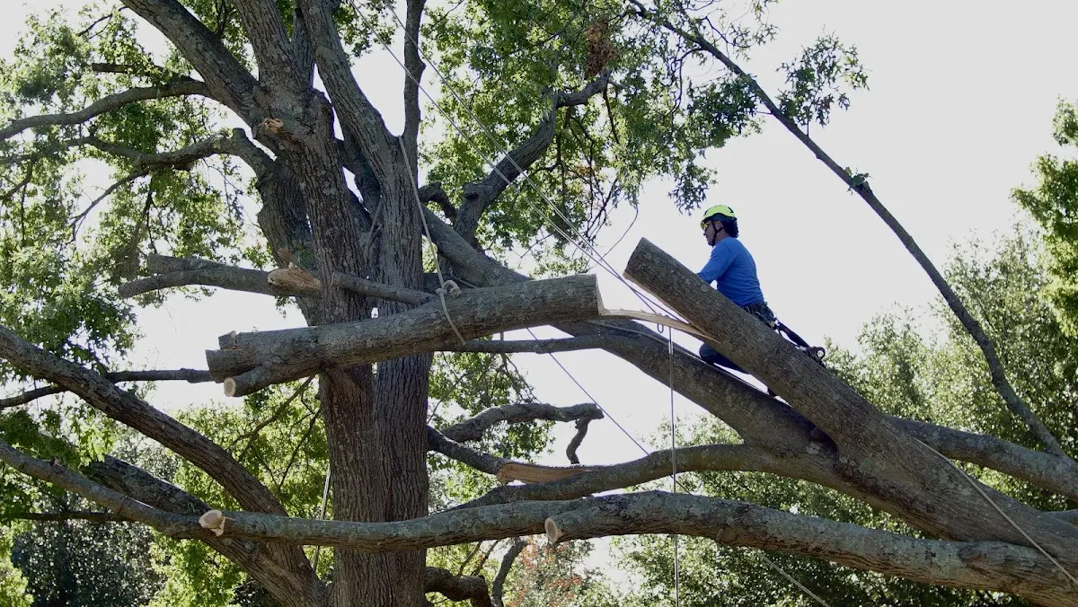 Professional Crown Thinning performed by certified arborists in Saint Onge